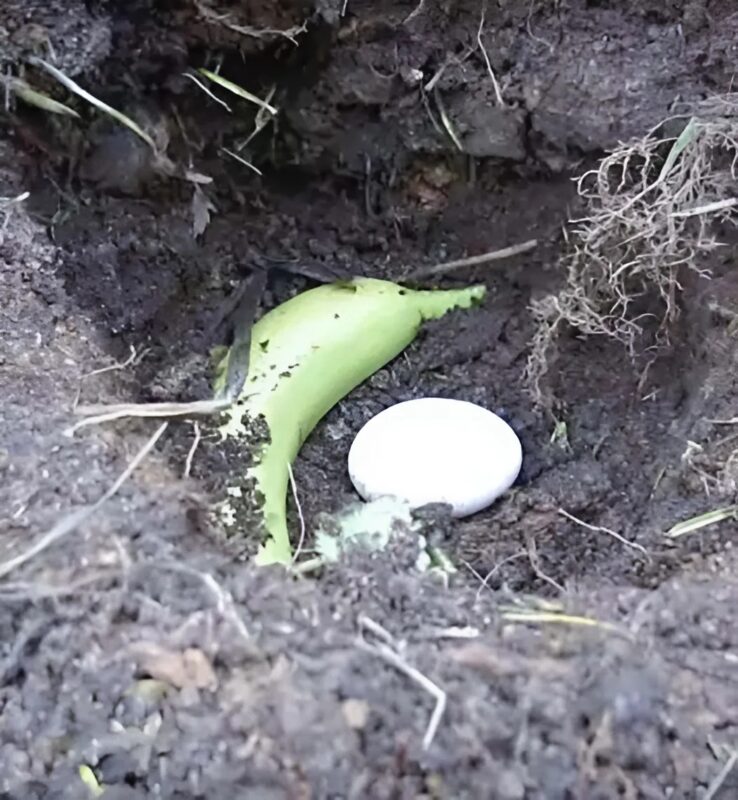 Ten fascynujący trik... Zakopanie banana i surowego jajka w ziemi