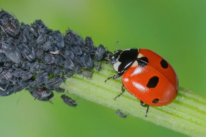 Ugotuj pięć ząbków czosnku i odkryj naturalny sposób na częsty problem w ogrodzie