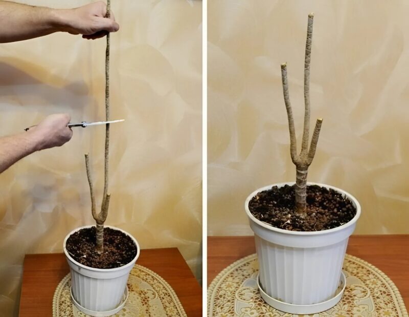 Dracena była całkowicie bez tchu... aż jeden prosty gest sprawił, że wybuchła witalnością jak nigdy wcześniej