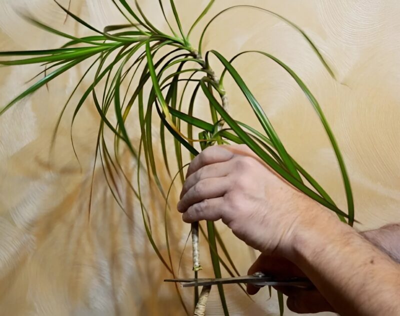 Dracena była całkowicie bez tchu... aż jeden prosty gest sprawił, że wybuchła witalnością jak nigdy wcześniej